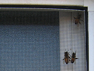 bees on the screen