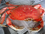 Anna's crab