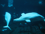 Beluga Whale