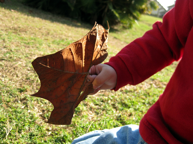 Red Leaf