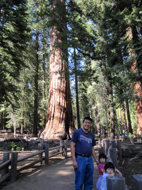 Yosemite Trees