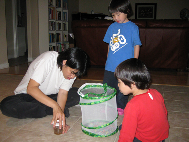 Opening the Caterpillar Jar