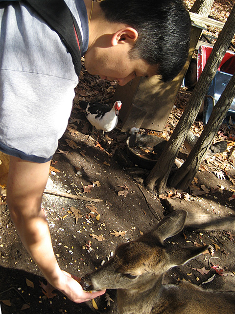 Feeding Deer