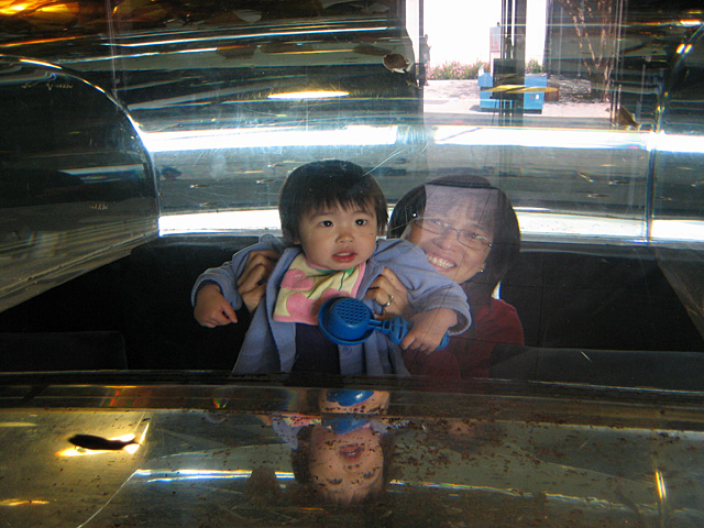 Inside a Fish Tank