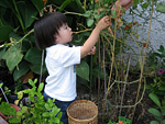 Eleanor Picking Grape Tomatoes