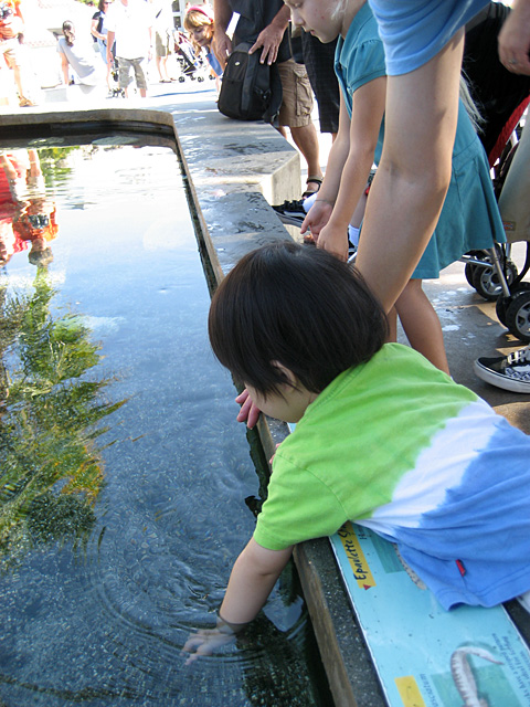 Miranda at the Touch Tank