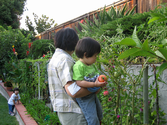 Miranda Picking Tomatoes