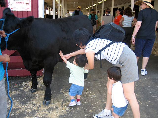 Miranda Petting a Cow