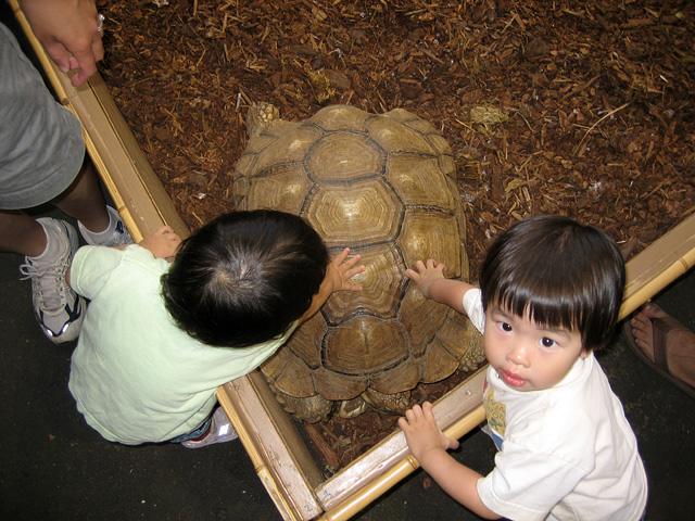 Petting a Turtle