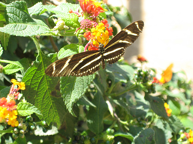 Butterfly Display