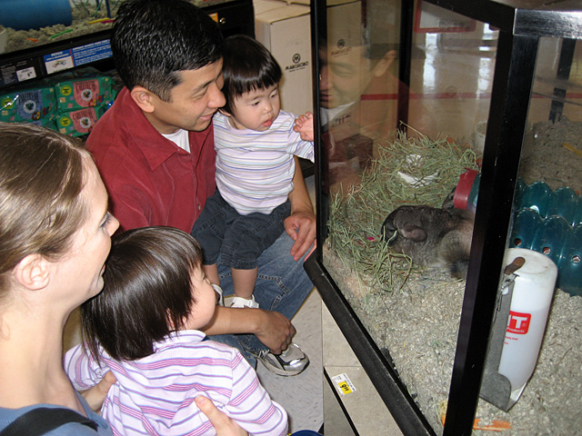 Guinea Pigs