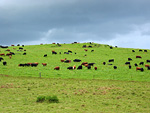 cows at hana ranch
