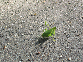 grasshopper