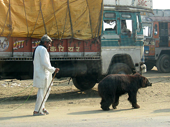 a bear on the side of the road
