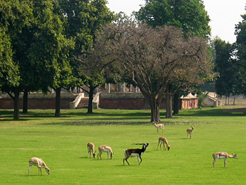 deer at sikandra