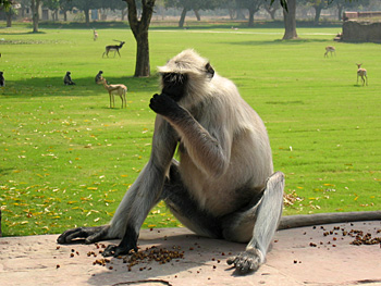 a monkey at sikandra