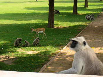 monkey and deer at sikandra