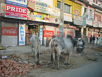 cows on the way to work