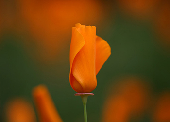 california poppy