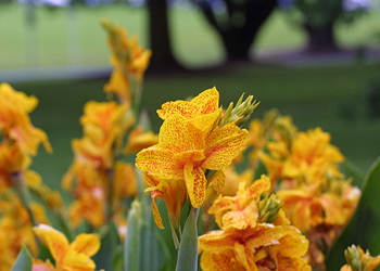 some kind of canna