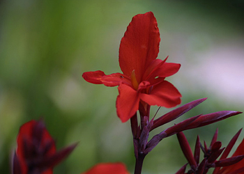 canna firebird